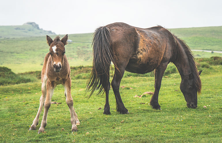 dartmoor-pony